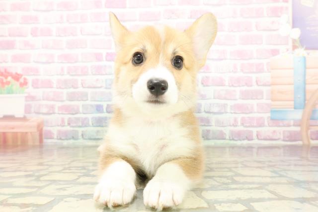 千葉県のウェルシュコーギーペンブローク (Coo&RIKU若葉都賀店/2025年10月26日生まれ/女の子/レッドホワイト)の子犬