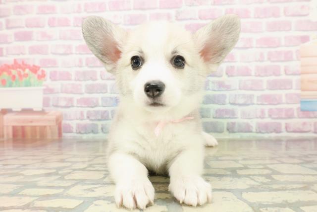 東京都のウェルシュコーギーペンブローク (Coo&RIKU足立本店/2025年10月26日生まれ/女の子/セーブルホワイト)の子犬の1枚目の画像