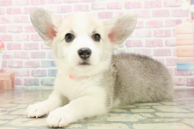 東京都のウェルシュコーギーペンブローク (Coo&RIKU足立本店/2025年10月26日生まれ/女の子/セーブルホワイト)の子犬の2枚目の画像