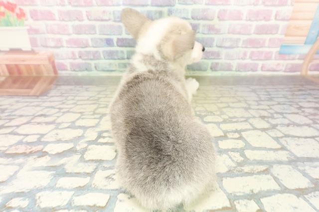 東京都のウェルシュコーギーペンブローク (Coo&RIKU足立本店/2025年10月26日生まれ/女の子/セーブルホワイト)の子犬の4枚目の画像