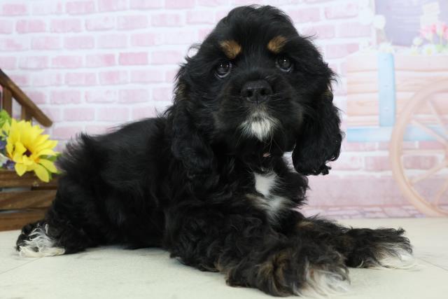 福岡県のアメリカンコッカースパニエル (Coo&RIKU福岡東店/2025年11月17日生まれ/女の子/ブラックタンホワイト)の子犬の2枚目の画像