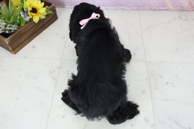 福岡県のアメリカンコッカースパニエル (Coo&RIKU福岡東店/2025年11月17日生まれ/女の子/ブラックタンホワイト)の子犬の4枚目の画像