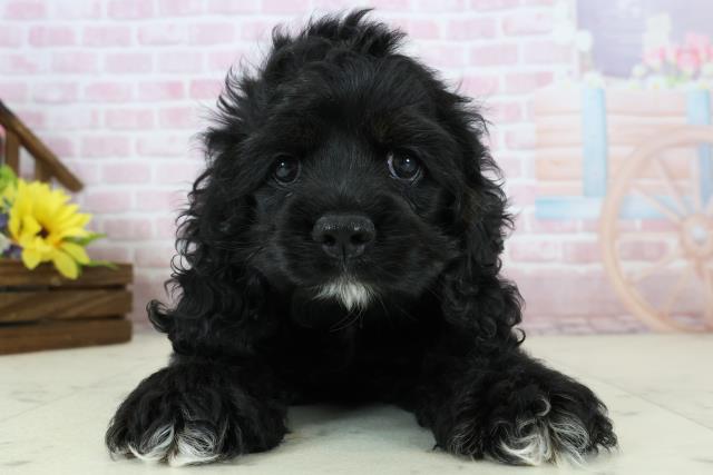 鹿児島県のアメリカンコッカースパニエル (Coo&RIKU鹿児島店/2025年11月17日生まれ/女の子/ブラックタンホワイト)の子犬の1枚目の画像