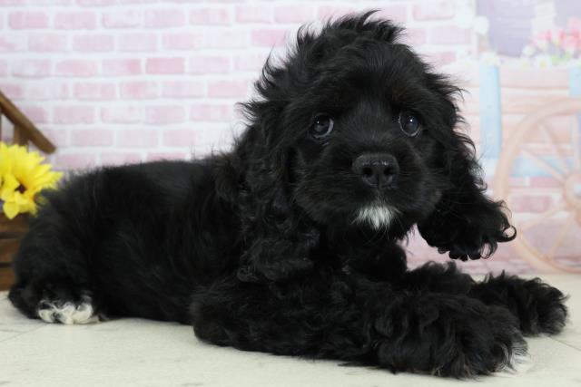 鹿児島県のアメリカンコッカースパニエル (Coo&RIKU鹿児島店/2025年11月17日生まれ/女の子/ブラックタンホワイト)の子犬の2枚目の画像