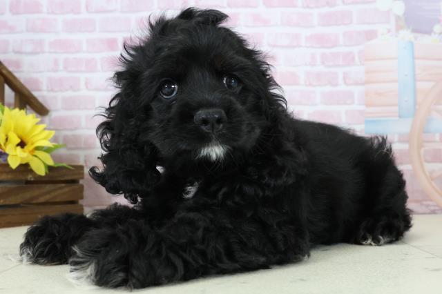 鹿児島県のアメリカンコッカースパニエル (Coo&RIKU鹿児島店/2025年11月17日生まれ/女の子/ブラックタンホワイト)の子犬の3枚目の画像