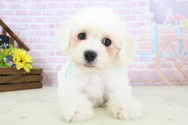 長崎県のビションフリーゼ (Coo&RIKU大村店/2025年11月18日生まれ/男の子/ホワイト)の子犬の1枚目の画像