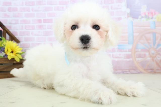 長崎県のビションフリーゼ (Coo&RIKU大村店/2025年11月18日生まれ/男の子/ホワイト)の子犬の2枚目の画像