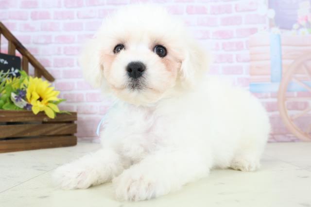 長崎県のビションフリーゼ (Coo&RIKU大村店/2025年11月18日生まれ/男の子/ホワイト)の子犬の3枚目の画像