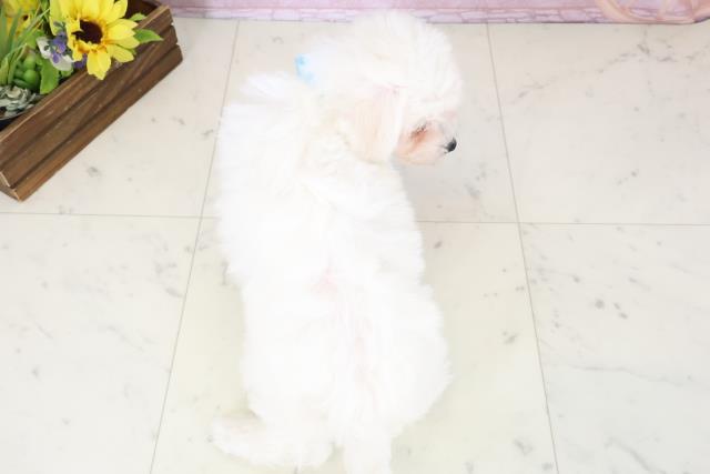 長崎県のビションフリーゼ (Coo&RIKU大村店/2025年11月18日生まれ/男の子/ホワイト)の子犬の4枚目の画像