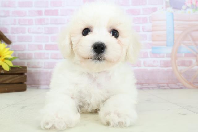 熊本県のビションフリーゼ (Coo&RIKUカリーノ玉名店/2025年11月18日生まれ/男の子/ホワイト)の子犬の1枚目の画像