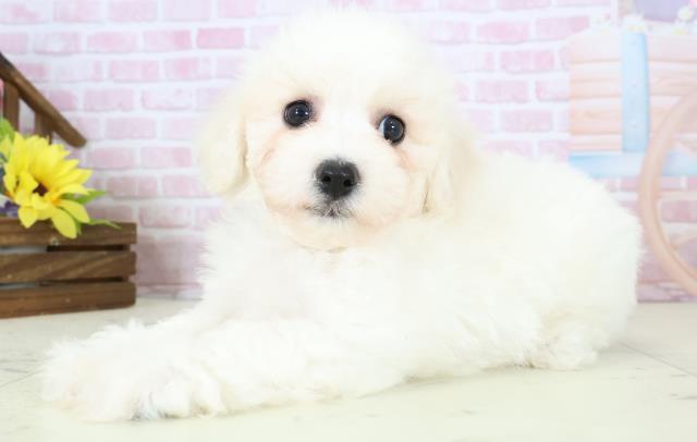 熊本県のビションフリーゼ (Coo&RIKUカリーノ玉名店/2025年11月18日生まれ/男の子/ホワイト)の子犬の3枚目の画像