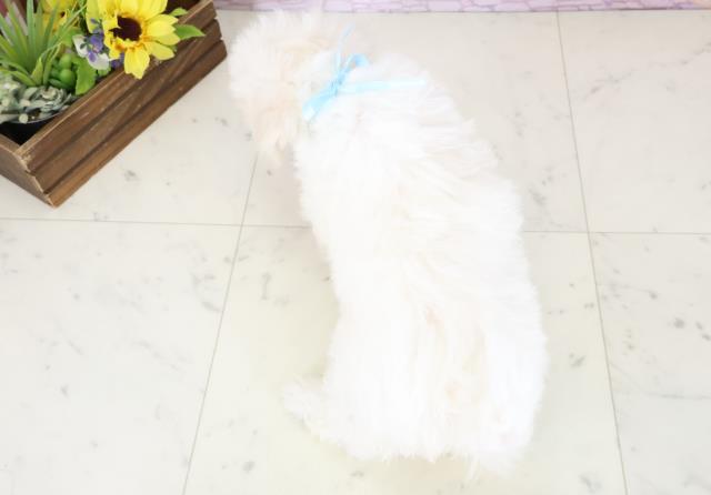 熊本県のビションフリーゼ (Coo&RIKUカリーノ玉名店/2025年11月18日生まれ/男の子/ホワイト)の子犬の4枚目の画像