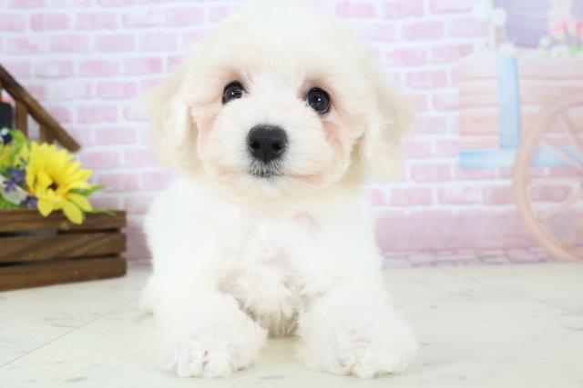 長崎県のビションフリーゼ (Coo&RIKU長崎佐世保店/2025年11月18日生まれ/女の子/ホワイト)の子犬の1枚目の画像