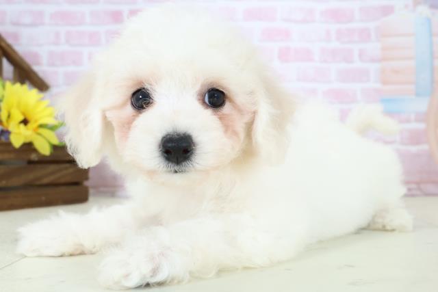 長崎県のビションフリーゼ (Coo&RIKU長崎佐世保店/2025年11月18日生まれ/女の子/ホワイト)の子犬の3枚目の画像