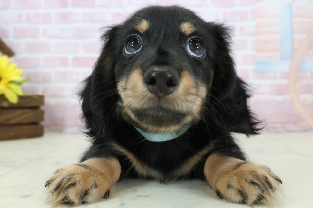 福岡県のミニチュアダックスフンド(ロング) (Coo&RIKU福岡西店/2025年11月19日生まれ/男の子/ブラックタン)の子犬の1枚目の画像