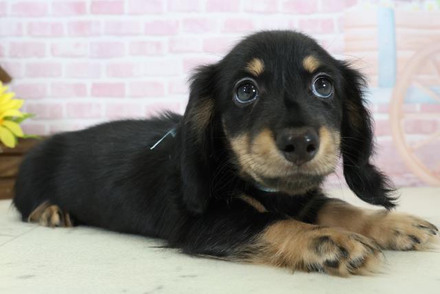 福岡県のミニチュアダックスフンド(ロング) (Coo&RIKU福岡西店/2025年11月19日生まれ/男の子/ブラックタン)の子犬の2枚目の画像