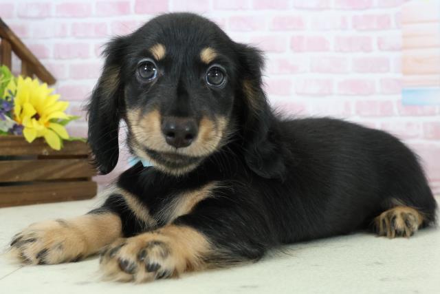 福岡県のミニチュアダックスフンド(ロング) (Coo&RIKU福岡西店/2025年11月19日生まれ/男の子/ブラックタン)の子犬の3枚目の画像