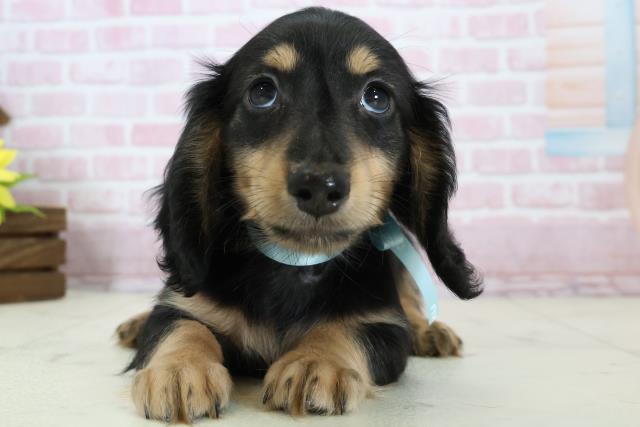 鹿児島県のミニチュアダックスフンド(ロング) (Coo&RIKU霧島店/2025年11月19日生まれ/男の子/ブラックタン)の子犬の1枚目の画像