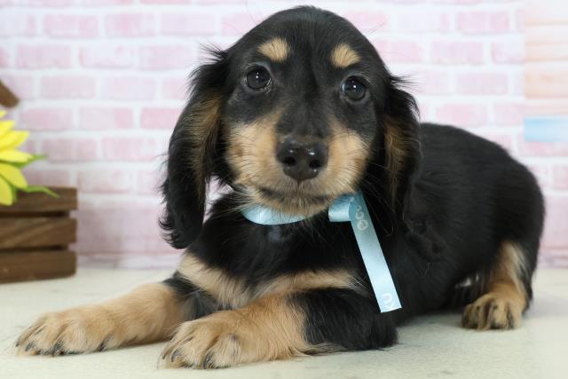 鹿児島県のミニチュアダックスフンド(ロング) (Coo&RIKU霧島店/2025年11月19日生まれ/男の子/ブラックタン)の子犬の3枚目の画像