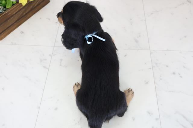 鹿児島県のミニチュアダックスフンド(ロング) (Coo&RIKU霧島店/2025年11月19日生まれ/男の子/ブラックタン)の子犬の4枚目の画像