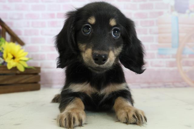 福岡県のミニチュアダックスフンド(ロング) (Coo&RIKU福岡東店/2025年11月19日生まれ/女の子/ブラックタン)の子犬の1枚目の画像