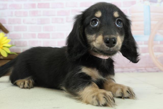 福岡県のミニチュアダックスフンド(ロング) (Coo&RIKU福岡東店/2025年11月19日生まれ/女の子/ブラックタン)の子犬の2枚目の画像