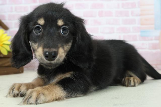 福岡県のミニチュアダックスフンド(ロング) (Coo&RIKU福岡東店/2025年11月19日生まれ/女の子/ブラックタン)の子犬の3枚目の画像