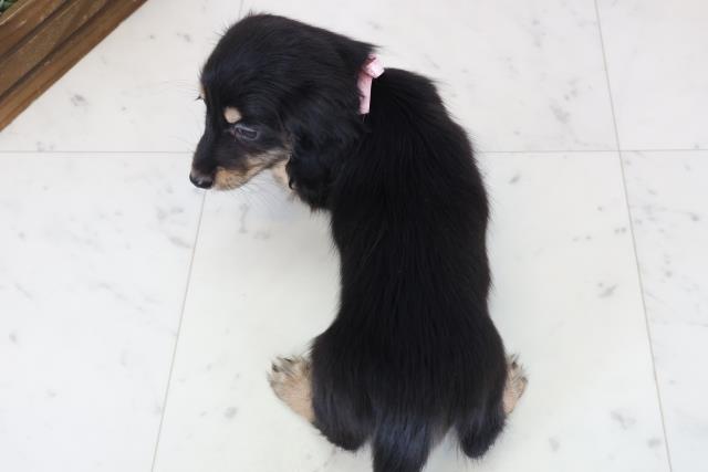 福岡県のミニチュアダックスフンド(ロング) (Coo&RIKU福岡東店/2025年11月19日生まれ/女の子/ブラックタン)の子犬の4枚目の画像