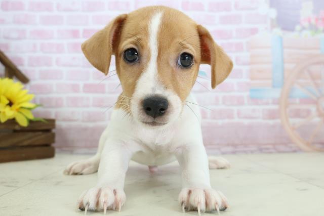 福岡県のジャックラッセルテリア (Coo&RIKU黒崎店/2025年11月19日生まれ/男の子/ホワイトタン)の子犬の1枚目の画像