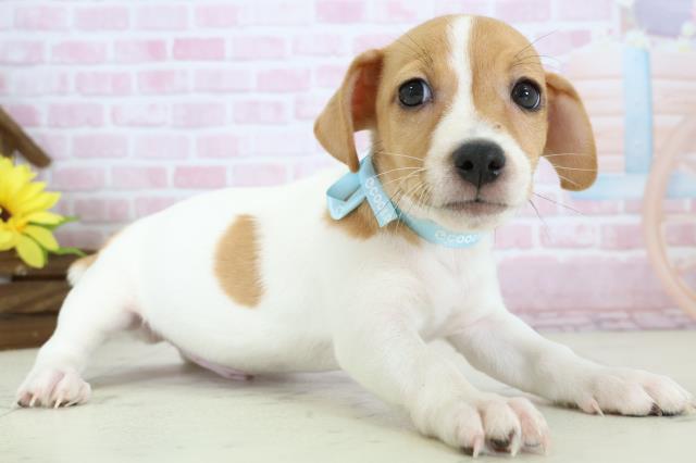 福岡県のジャックラッセルテリア (Coo&RIKU黒崎店/2025年11月19日生まれ/男の子/ホワイトタン)の子犬の2枚目の画像