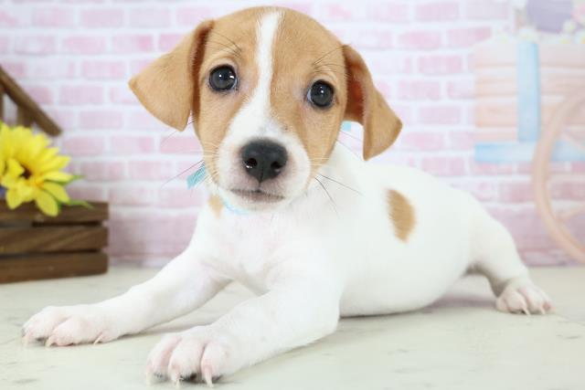 福岡県のジャックラッセルテリア (Coo&RIKU黒崎店/2025年11月19日生まれ/男の子/ホワイトタン)の子犬の3枚目の画像