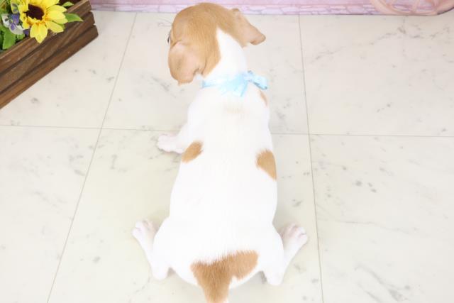 福岡県のジャックラッセルテリア (Coo&RIKU黒崎店/2025年11月19日生まれ/男の子/ホワイトタン)の子犬の4枚目の画像