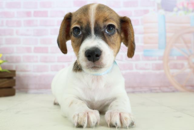 福岡県のジャックラッセルテリア (Coo&RIKU福岡古賀店/2025年11月19日生まれ/男の子/ホワイトタン)の子犬の1枚目の画像