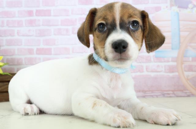 福岡県のジャックラッセルテリア (Coo&RIKU福岡古賀店/2025年11月19日生まれ/男の子/ホワイトタン)の子犬の2枚目の画像