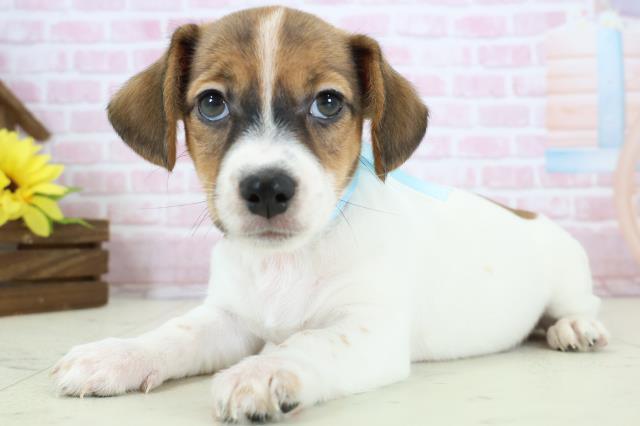 福岡県のジャックラッセルテリア (Coo&RIKU福岡古賀店/2025年11月19日生まれ/男の子/ホワイトタン)の子犬の3枚目の画像