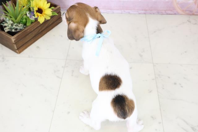 福岡県のジャックラッセルテリア (Coo&RIKU福岡古賀店/2025年11月19日生まれ/男の子/ホワイトタン)の子犬の4枚目の画像