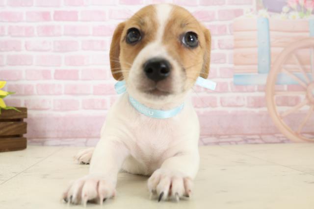 熊本県のジャックラッセルテリア (Coo&RIKUカリーノ菊陽店/2025年11月19日生まれ/男の子/ホワイトタン)の子犬