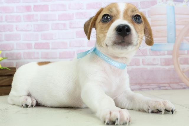 熊本県のジャックラッセルテリア (Coo&RIKUカリーノ菊陽店/2025年11月19日生まれ/男の子/ホワイトタン)の子犬の2枚目の画像