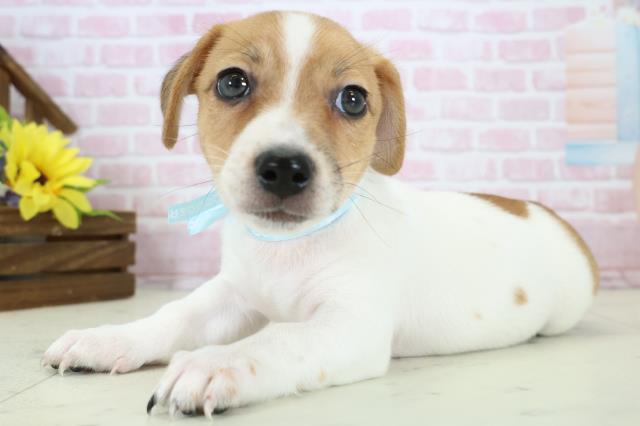 熊本県のジャックラッセルテリア (Coo&RIKUカリーノ菊陽店/2025年11月19日生まれ/男の子/ホワイトタン)の子犬の3枚目の画像