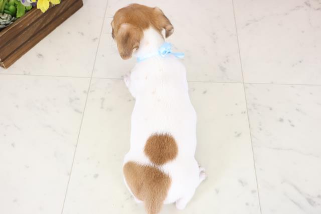 熊本県のジャックラッセルテリア (Coo&RIKUカリーノ菊陽店/2025年11月19日生まれ/男の子/ホワイトタン)の子犬の4枚目の画像