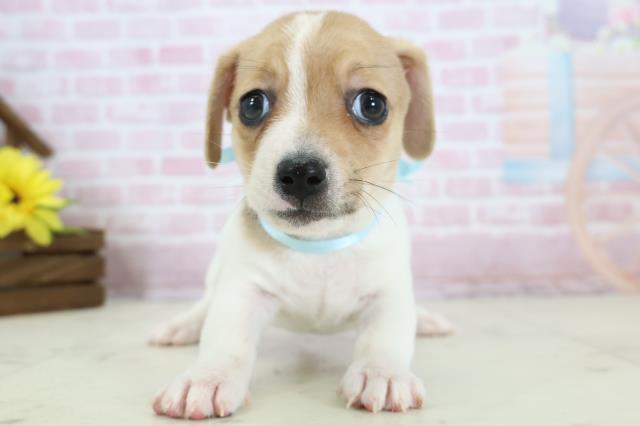 鹿児島県のジャックラッセルテリア (Coo&RIKU鹿屋店/2025年11月19日生まれ/男の子/ホワイトタン)の子犬の1枚目の画像