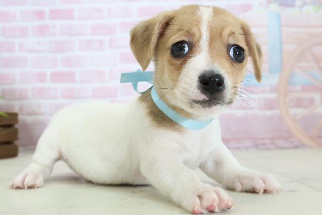 鹿児島県のジャックラッセルテリア (Coo&RIKU鹿屋店/2025年11月19日生まれ/男の子/ホワイトタン)の子犬の2枚目の画像