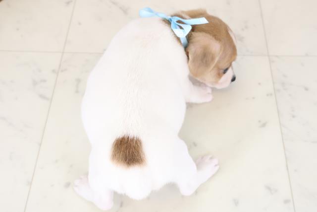 鹿児島県のジャックラッセルテリア (Coo&RIKU鹿屋店/2025年11月19日生まれ/男の子/ホワイトタン)の子犬の4枚目の画像