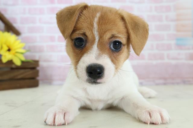 大分県のジャックラッセルテリア (Coo&RIKU大分店/2025年11月19日生まれ/女の子/ホワイトタン)の子犬の1枚目の画像