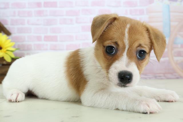 大分県のジャックラッセルテリア (Coo&RIKU大分店/2025年11月19日生まれ/女の子/ホワイトタン)の子犬の2枚目の画像