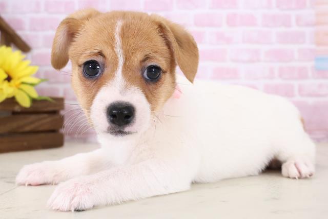 大分県のジャックラッセルテリア (Coo&RIKU大分店/2025年11月19日生まれ/女の子/ホワイトタン)の子犬の3枚目の画像