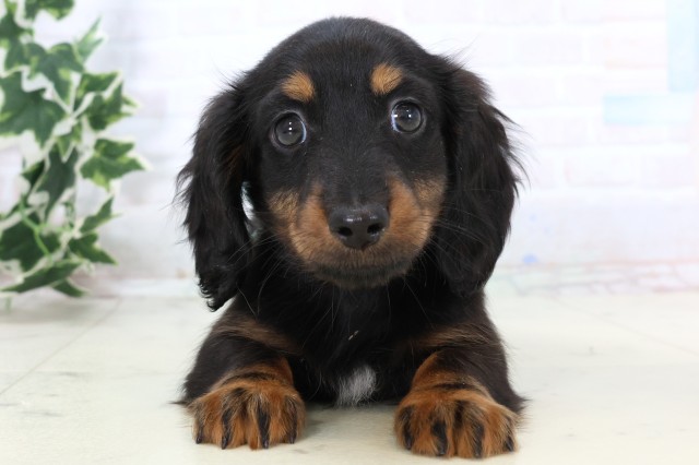 大分県のミニチュアダックスフンド(ロング) (Coo&RIKU大分店/2025年11月19日生まれ/男の子/ブラックタン)の子犬の1枚目の画像