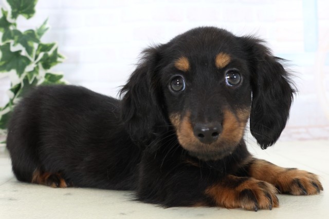 大分県のミニチュアダックスフンド(ロング) (Coo&RIKU大分店/2025年11月19日生まれ/男の子/ブラックタン)の子犬の2枚目の画像