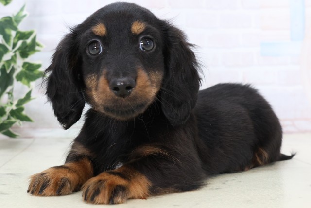 大分県のミニチュアダックスフンド(ロング) (Coo&RIKU大分店/2025年11月19日生まれ/男の子/ブラックタン)の子犬の3枚目の画像