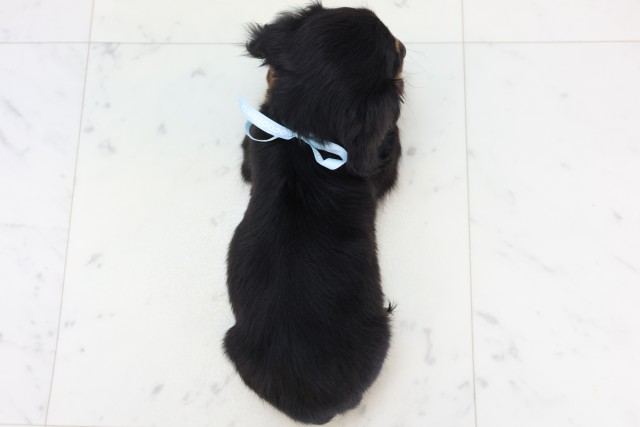 大分県のミニチュアダックスフンド(ロング) (Coo&RIKU大分店/2025年11月19日生まれ/男の子/ブラックタン)の子犬の4枚目の画像